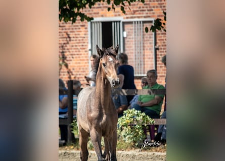 Holsteiner, Hengst, Fohlen (04/2024), 16,1 hh, Schimmel