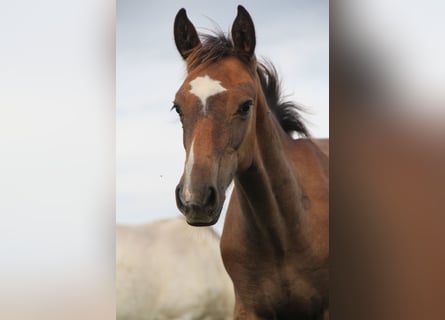 Holstein, Stallion, Foal (04/2026), 16.1 hh, Grey