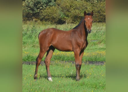 Holstein, Stallion, Foal (05/2026), 16.2 hh, Bay