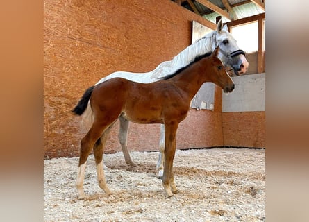 Holstein, Stallion, Foal (05/2024), 16.2 hh, Brown