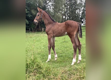 Holstein, Stallion, Foal (05/2024), 16.2 hh, Brown