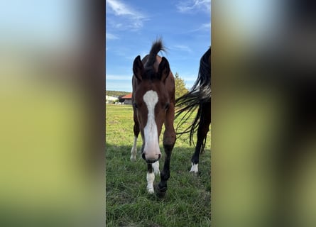 Holstein, Stallion, Foal (06/2026), 16.2 hh, Brown