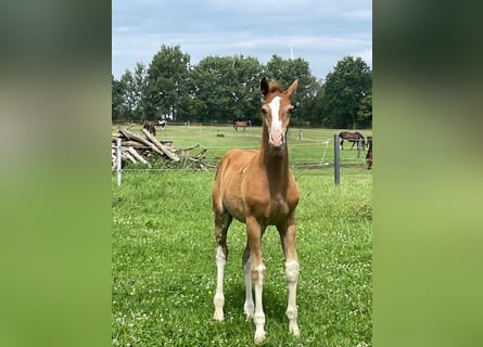 Holstein, Stallion, Foal (04/2026), 16.3 hh, Chestnut-Red