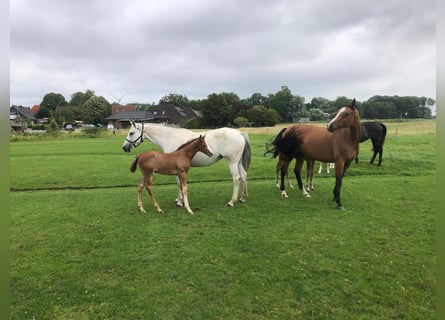 Holstein, Stallion, Foal (06/2025), 16,1 hh, Grey