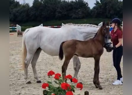 Holstein, Stallion, Foal (05/2025), 16,1 hh