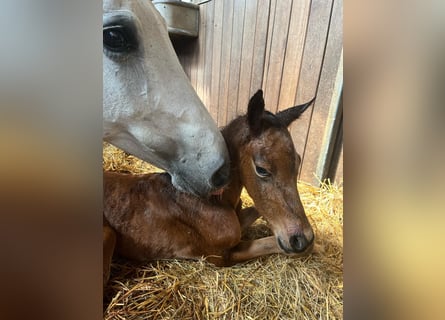 Holstein, Stallion, , 16,2 hh, Brown