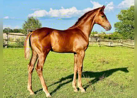 Holstein, Stallion, Foal (04/2025), 16,2 hh, Chestnut-Red