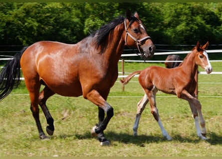 Holstein, Stallion, Foal (05/2025), 16,2 hh, Chestnut-Red