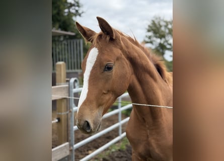 Holstein, Stallion, Foal (05/2025), 16,2 hh, Chestnut-Red
