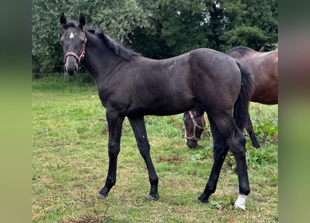 Holstein, Stallion, Foal (04/2025), 16,3 hh, Grey
