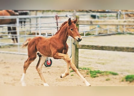 Holstein, Stallion, , 17.1 hh, Chestnut