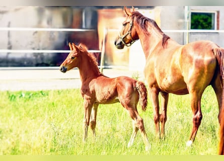 Holstein Mix, Stallion, , 17,1 hh, Chestnut