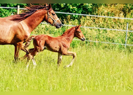 Holstein Mix, Stallion, , 17,1 hh, Chestnut