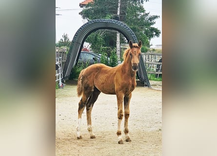 Holstein Mix, Stallion, Foal (05/2025), 17,1 hh