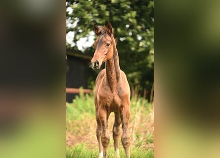 Holstein, Stallion, Foal (05/2025), Bay-Dark