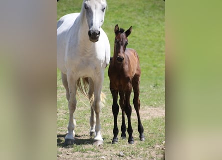 Holstein, Stallion, Foal (05/2025), Bay-Dark