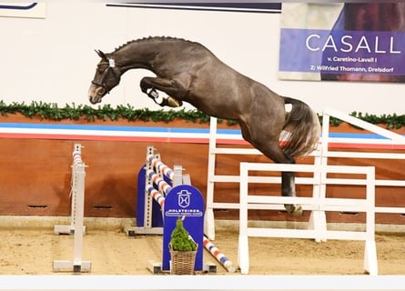 Holstein, Stallion, , Bay-Dark