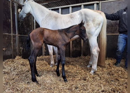 Holstein, Stallion, , Bay-Dark