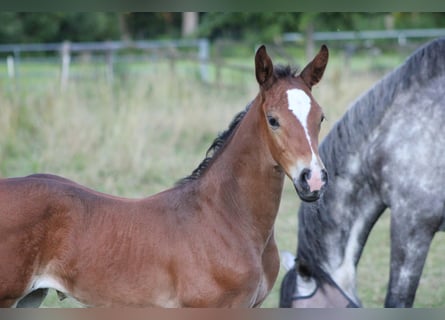 Holstein, Stallion, Foal (06/2025), Bay-Dark