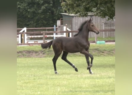 Holstein, Stallion, Foal (03/2025), Bay-Dark