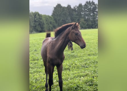 Holstein, Stallion, Foal (03/2025), Bay-Dark