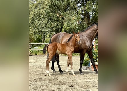 Holstein, Stallion, Foal (06/2024), Bay-Dark