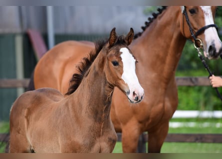 Holstein, Stallion, Foal (05/2025), Bay-Dark