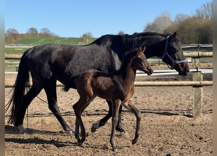 Holstein, Stallion, , Black