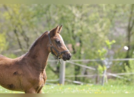 Holstein, Stallion, , Brown