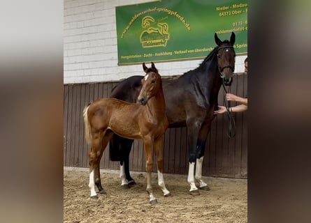 Holstein, Stallion, Foal (03/2025), Brown-Light