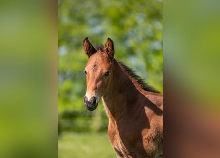 Holstein, Stallion, Foal (04/2025), Brown