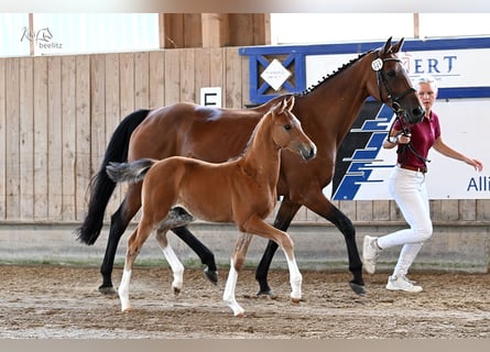Holstein, Stallion, Foal (05/2025), Brown