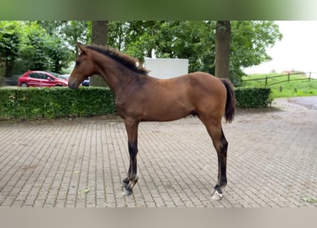 Holstein, Stallion, Foal (03/2026), Brown