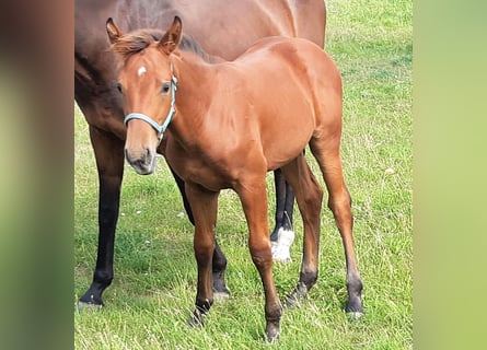 Holstein, Stallion, Foal (04/2024), Brown