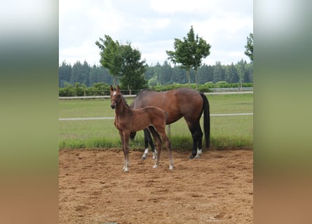 Holstein, Stallion, Foal (05/2026), Brown