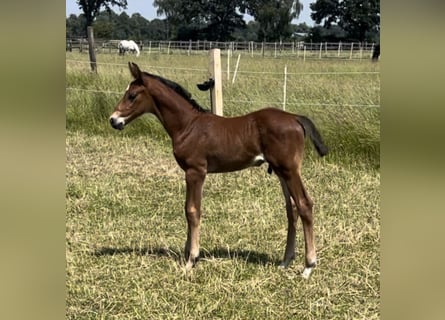 Holstein, Stallion, Foal (06/2024), Brown