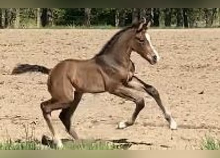 Holstein, Stallion, , Brown