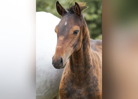 Holstein, Stallion, Foal (05/2025), Brown