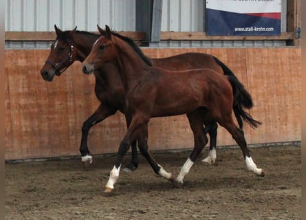 Holstein, Stallion, Foal (02/2025), Brown