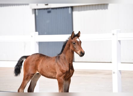 Holstein, Stallion, Foal (03/2025), Brown