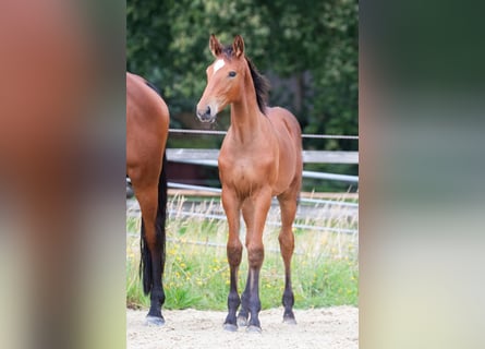 Holstein, Stallion, Foal (05/2024), Brown