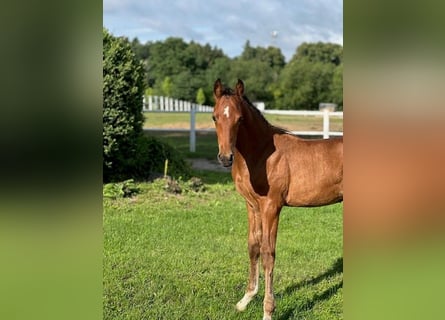 Holstein, Stallion, Foal (05/2025), Brown