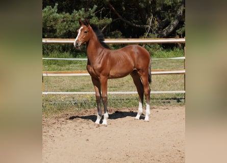 Holstein, Stallion, Foal (04/2025), Brown