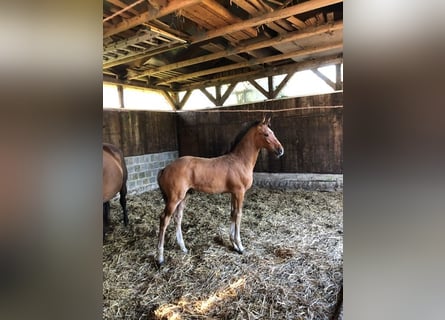 Holstein, Stallion, Foal (04/2024), Brown