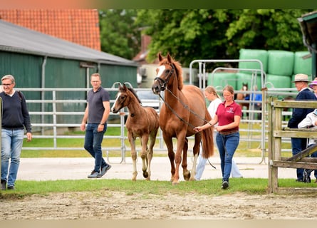 Holstein, Stallion, Foal (04/2024), Brown