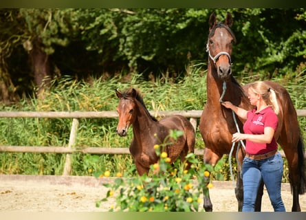 Holstein, Stallion, Foal (04/2024), Brown