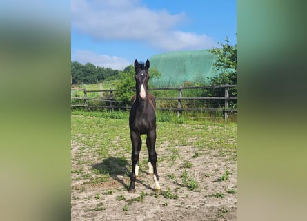 Holstein, Stallion, Foal (03/2026), Can be white