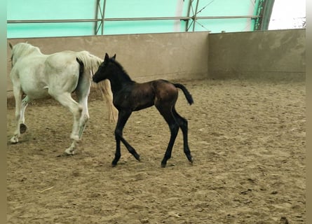 Holstein, Stallion, Foal (04/2024), Can be white