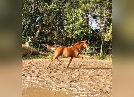 Holstein, Stallion, Foal (03/2026), Chestnut-Red