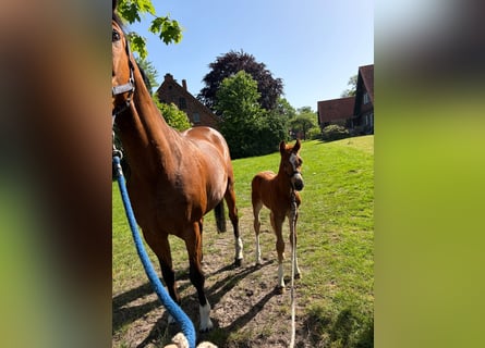 Holstein, Stallion, Foal (05/2026), Chestnut-Red